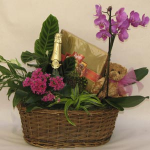 Arrangement of Plants with Champagne, Chocolates and Teddy