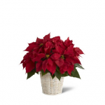 Christmas - Red Pointsettia Basket