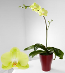 One branch Phalenopsis orchid plant