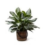 PLANTS - Chinese Evergreen