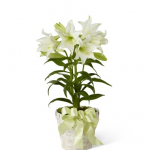 Plants - Easter Lily Plant