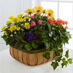 PLANTS - Gentle Blossoms Basket