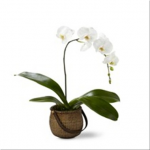 PLANTS - White Phalaenoplis Orchid