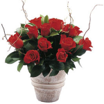 red rode arrangement(pottery vase included)