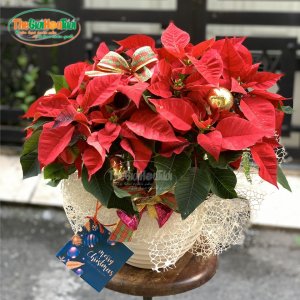 Hoa Giáng sinh - chậu trạng nguyên