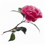 Single Flower