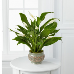 Single plant